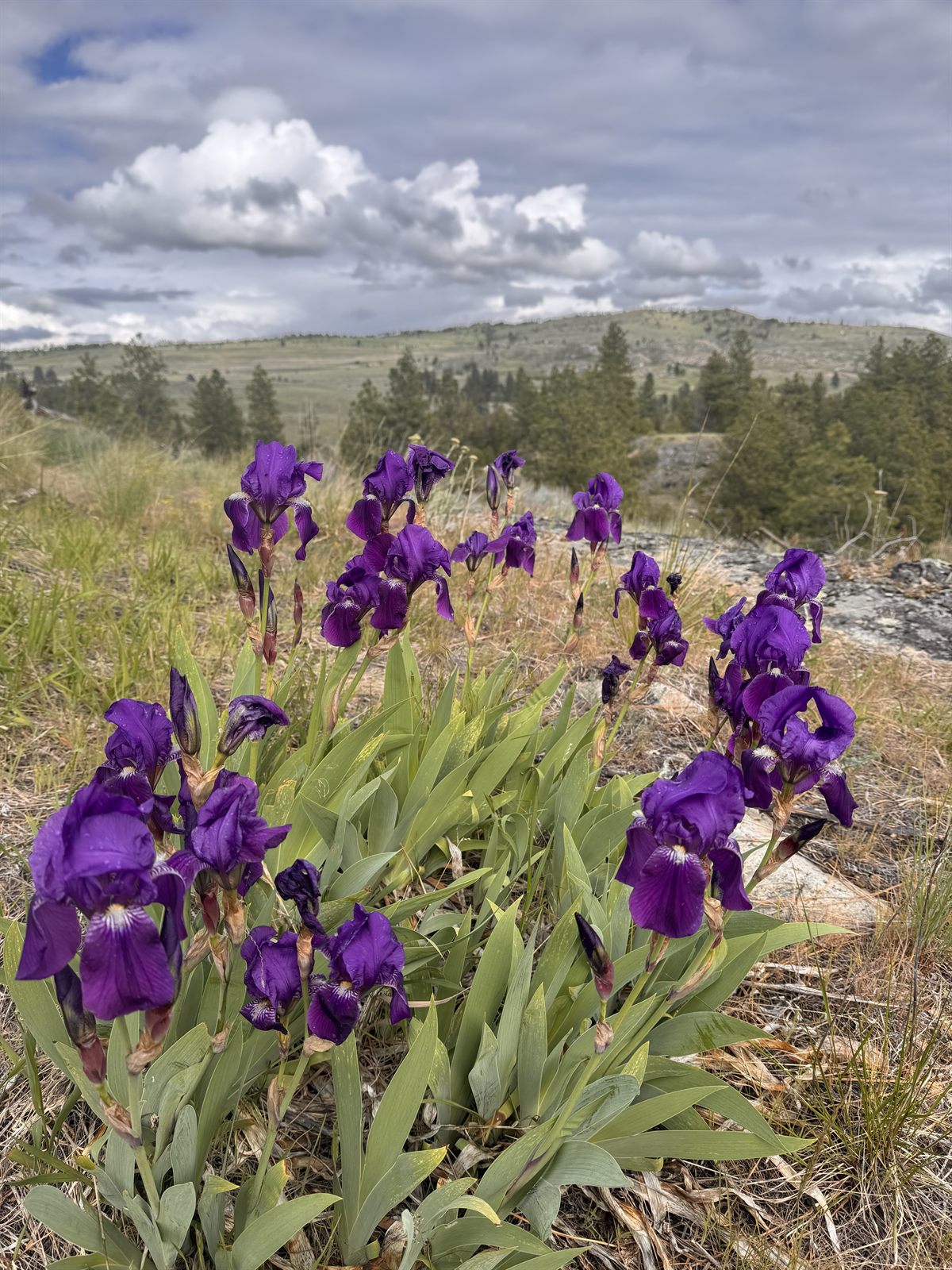 Wild purple iris blooming in the grass with the valley beyond.