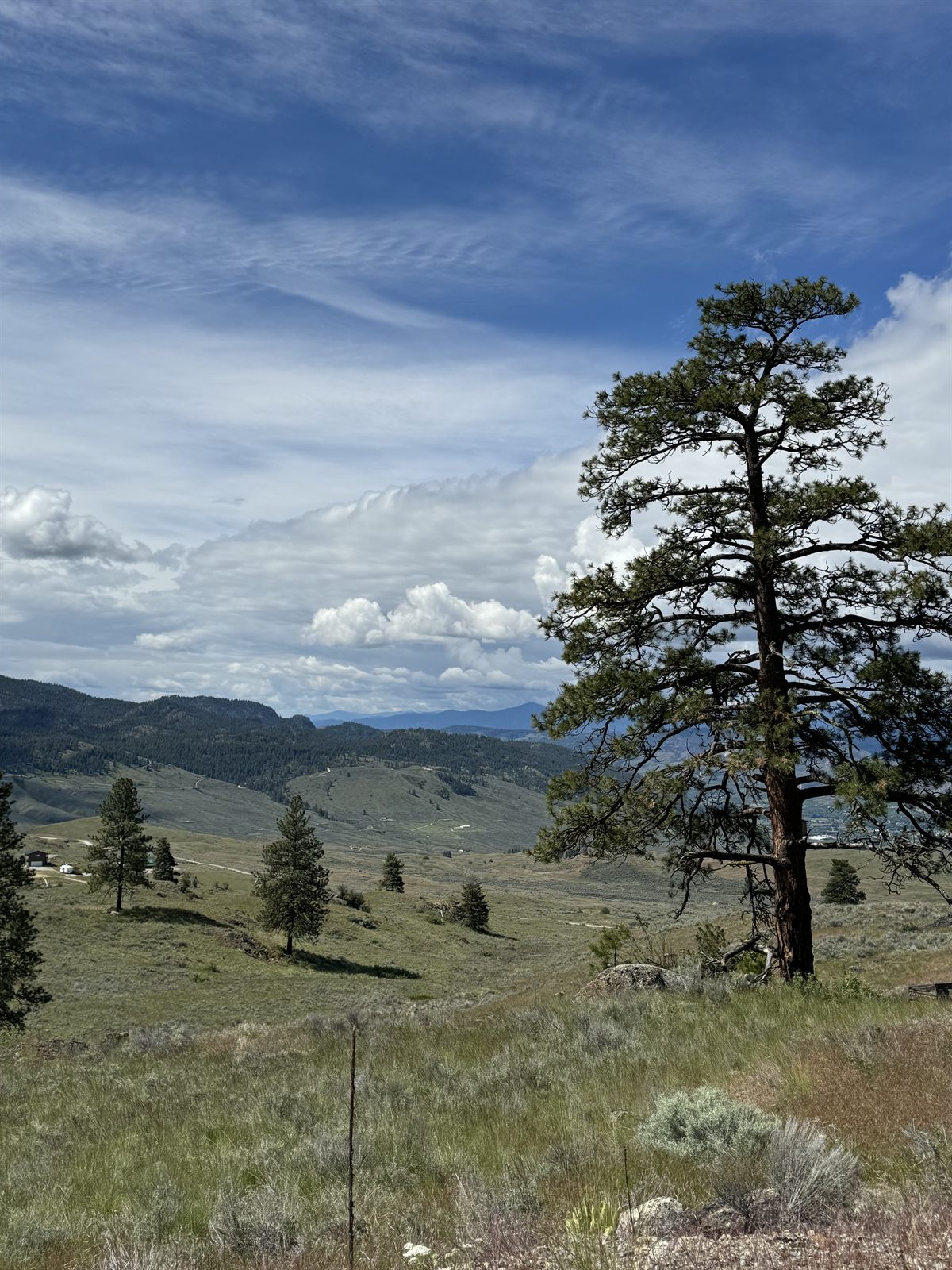 A lone ponderosa pine on a golden summer hillside under a big sky.