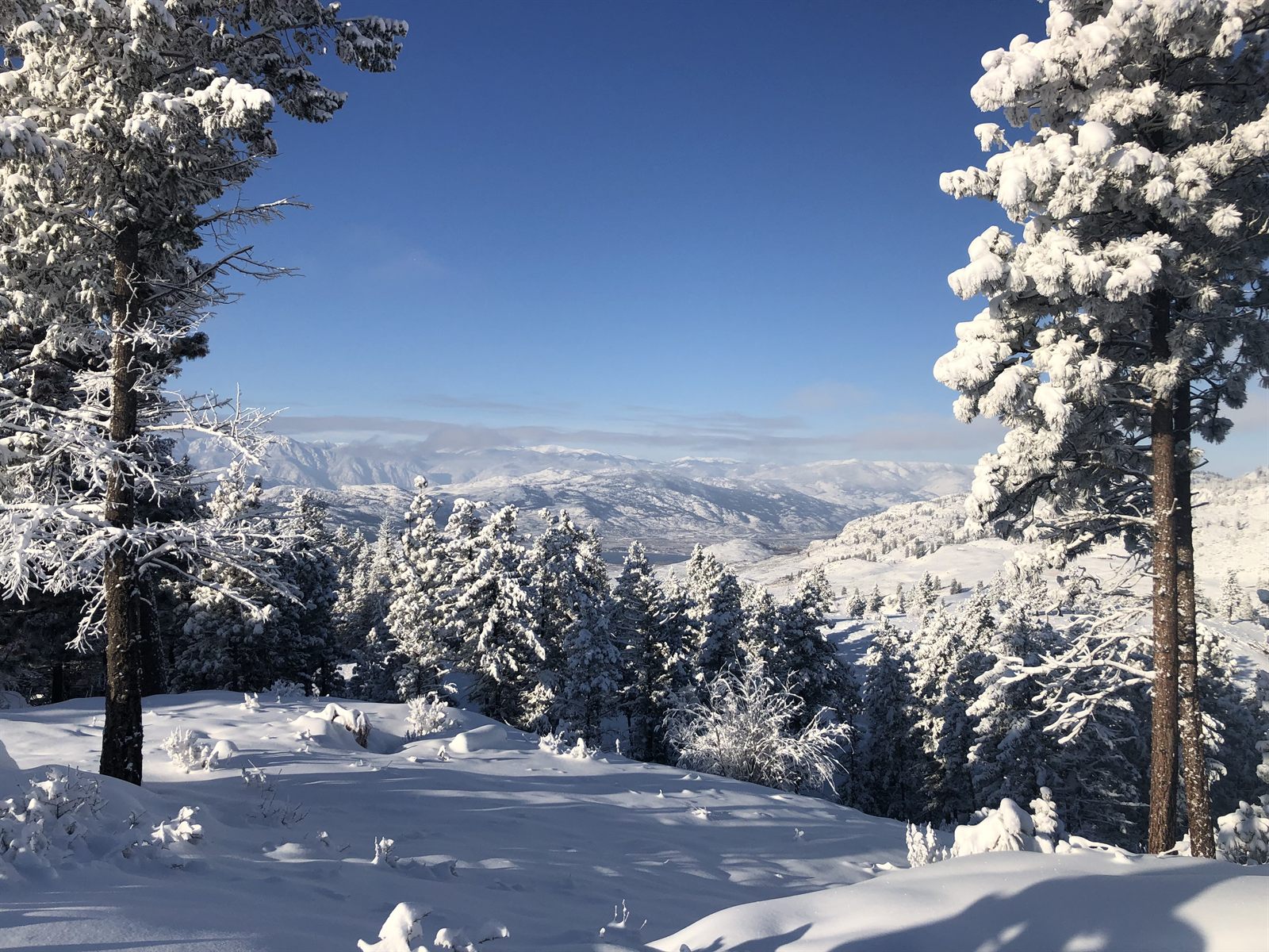 Snow-flocked pines above the valley on a clear winter day.