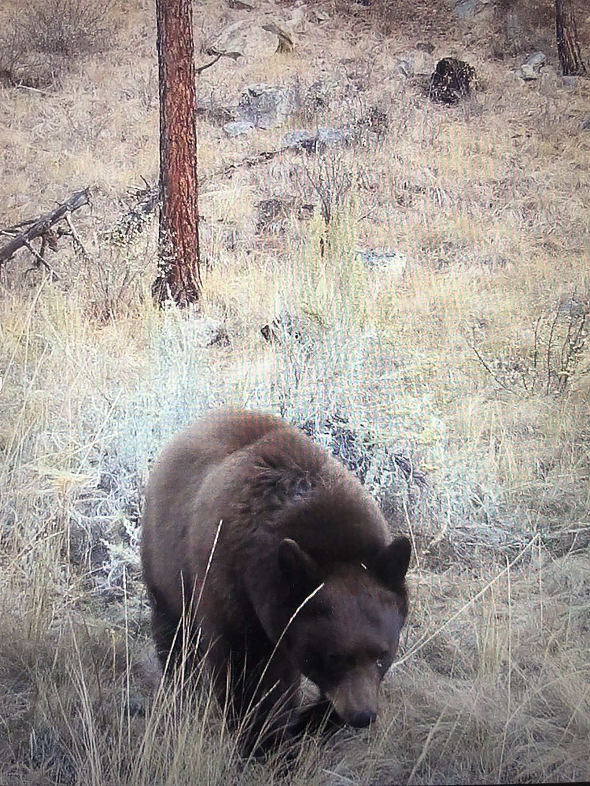 A brown-phase bear photographed on the property by a trail camera.