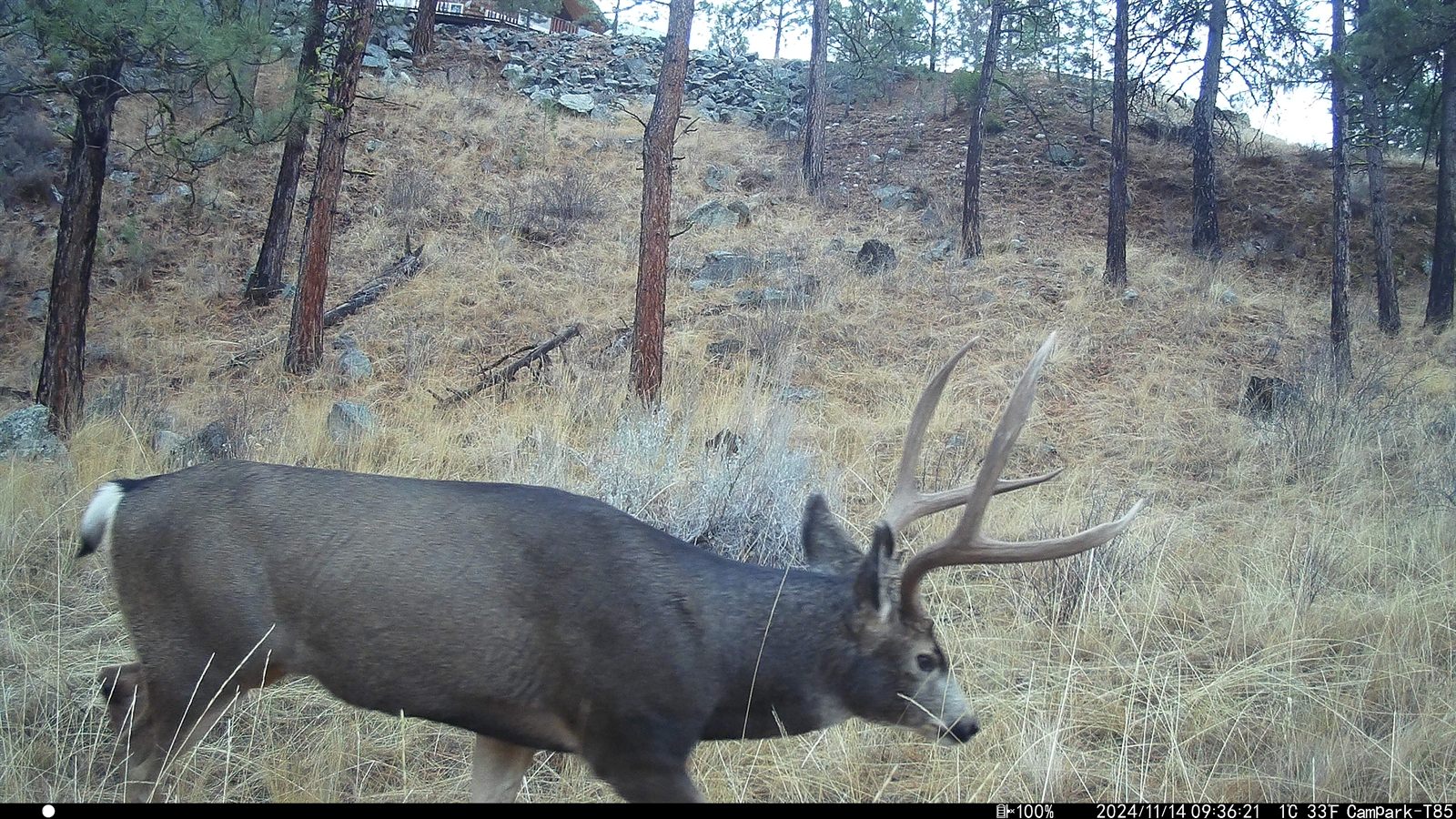 A mature mule deer buck with large antlers on the property.
