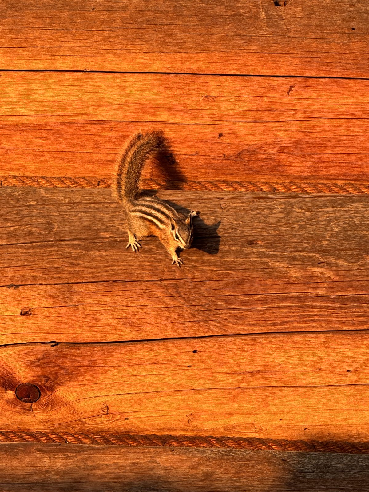 A chipmunk on the sunlit log wall of the home.