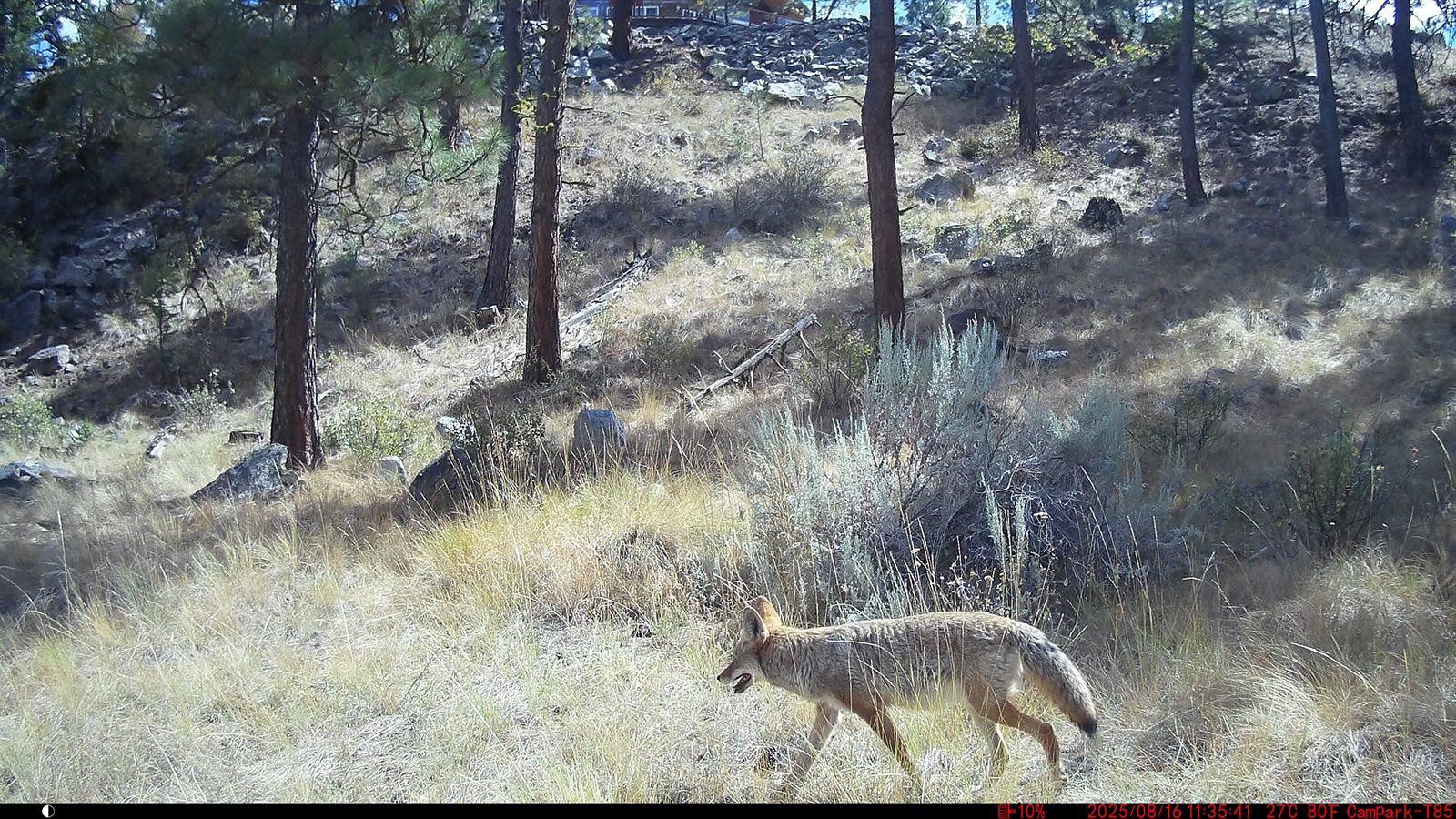 A coyote crossing the golden grass, captured on a trail camera.