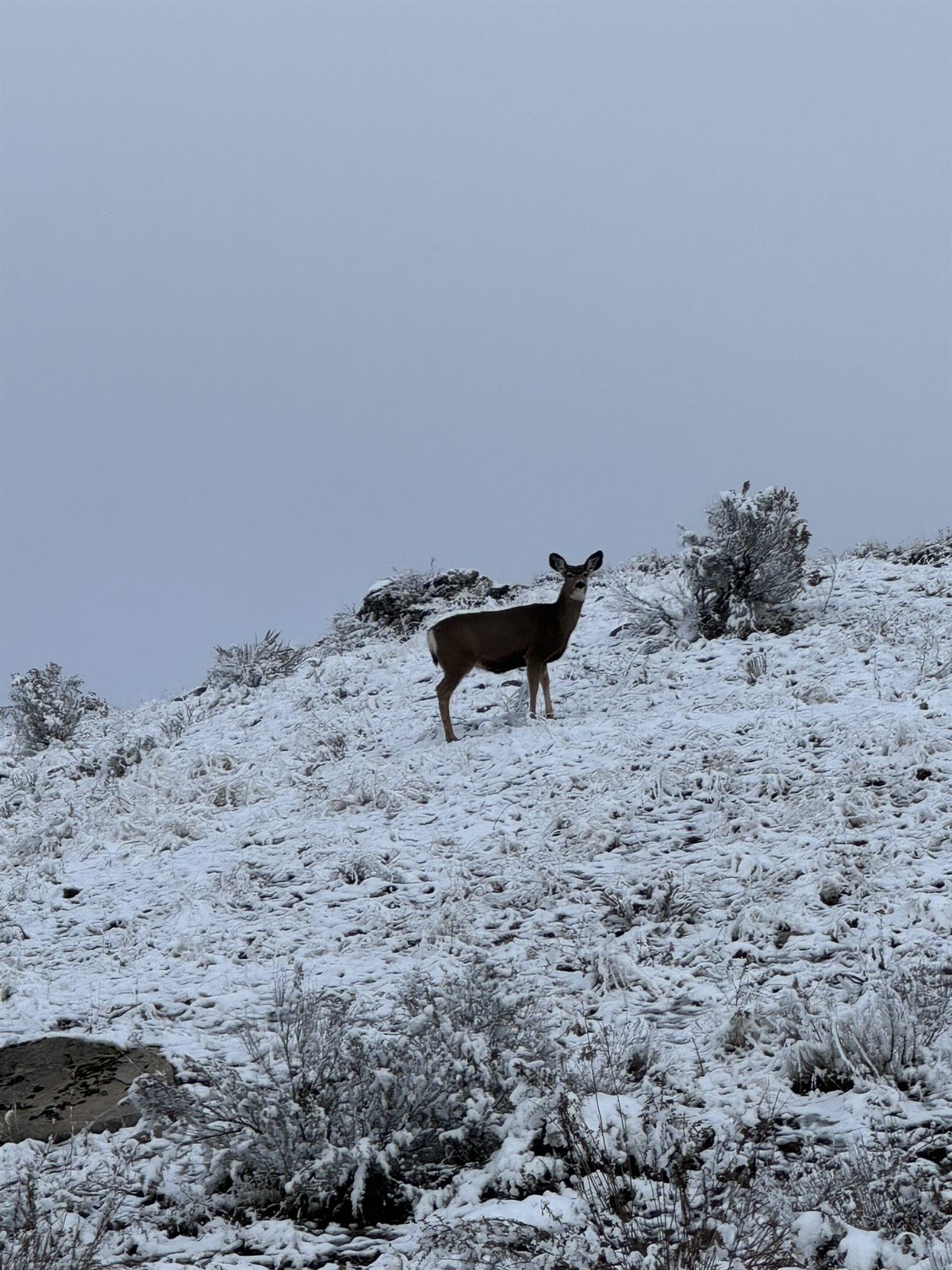 A mule deer on a snowy ridge at dusk.