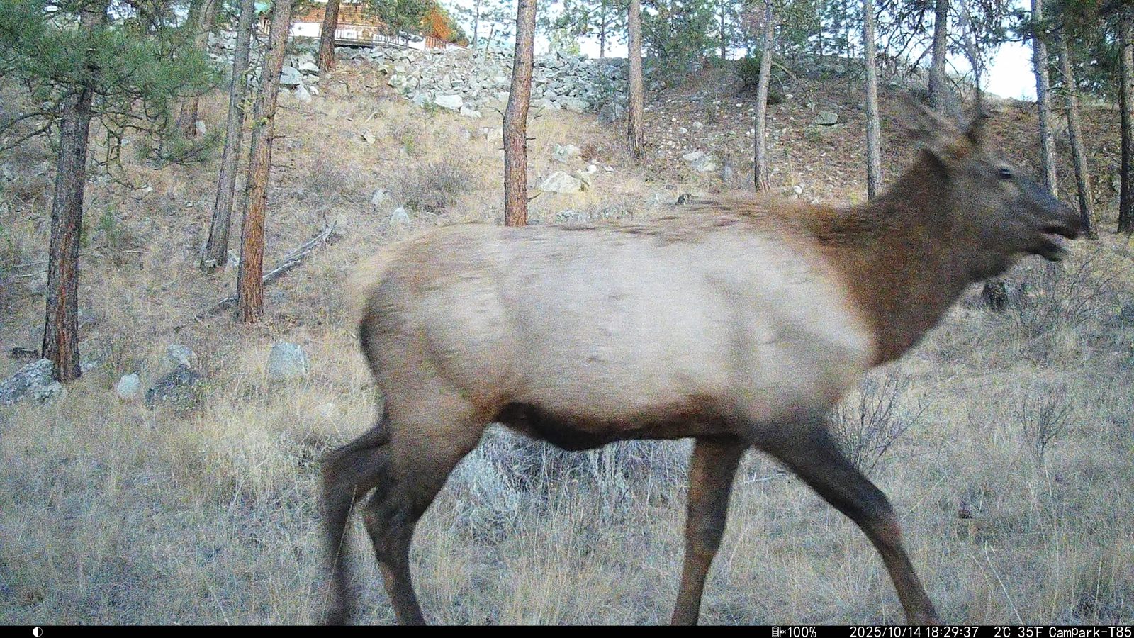 A bull elk passing the house, captured on a trail camera in October.