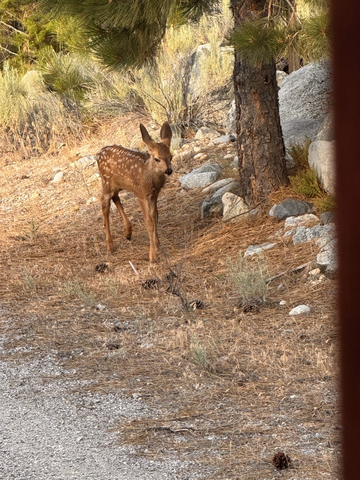 A fawn in the golden summer grass.