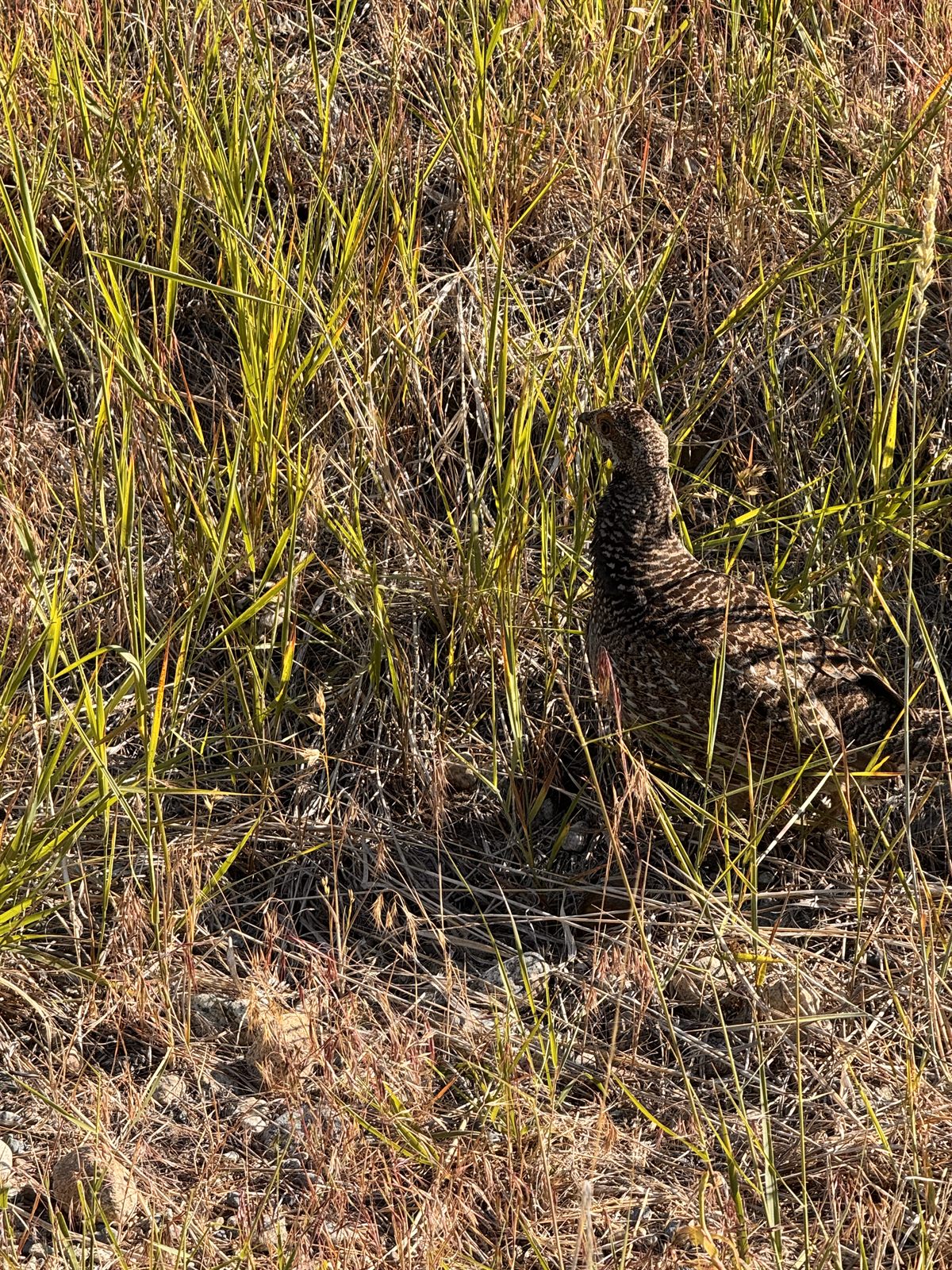A grouse in the bunchgrass.